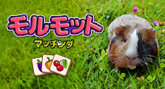 モルモットマッチング