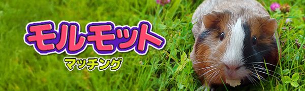 モルモットマッチング