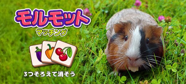 モルモットマッチング